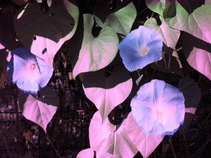 08 Magenta Photo, 14x18 inches, digital prints, 2009