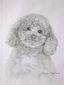 30 Bear, 24x18 inches, pencil on paper, 2011